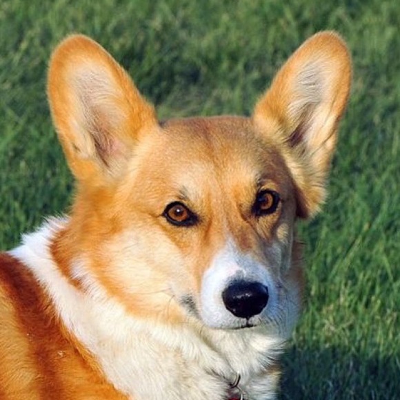 Meet your Posher, Temmie - Picture 1 of 1